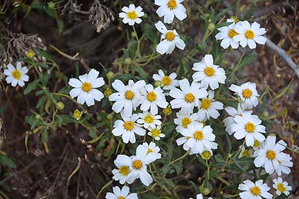 Daisies, Sycamore Canyon, April 16, 2015